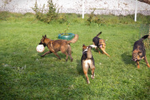 MALIE, Hund, Mischlingshund in Kroatien - Bild 2