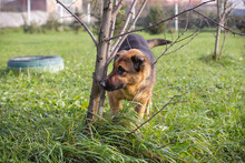 MALIE, Hund, Mischlingshund in Kroatien - Bild 3