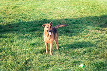 MALIE, Hund, Mischlingshund in Kroatien - Bild 5