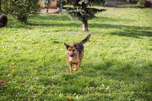 MALIE, Hund, Mischlingshund in Kroatien - Bild 7