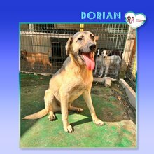 DORIAN, Hund, Mischlingshund in Bulgarien - Bild 3