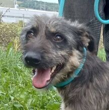 WESLEY, Hund, Mischlingshund in Slowakische Republik