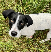 XENIA, Hund, Mischlingshund in Heusenstamm - Bild 10