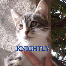 KNIGHTLY, Katze, Europäisch Kurzhaar-Mix in Bulgarien - Bild 1