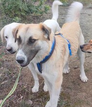 LUKAS, Hund, Deutscher Schäferhund in Griechenland - Bild 10