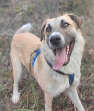 LUKAS, Hund, Deutscher Schäferhund in Griechenland - Bild 11