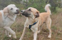 LUKAS, Hund, Deutscher Schäferhund in Griechenland - Bild 2