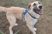 LUKAS, Hund, Deutscher Schäferhund in Griechenland - Bild 3