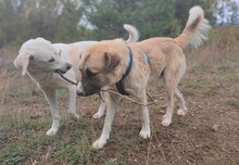 LUKAS, Hund, Deutscher Schäferhund in Griechenland - Bild 4