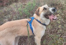 LUKAS, Hund, Deutscher Schäferhund in Griechenland - Bild 9