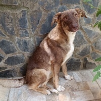 LANIE, Hund, Mischlingshund in Rumänien