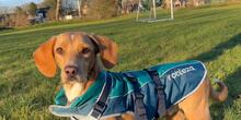 NASCOSTO, Hund, Jagdhund-Mix in Rickling - Bild 1