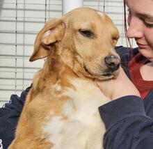 NASCOSTO, Hund, Jagdhund-Mix in Rickling - Bild 10