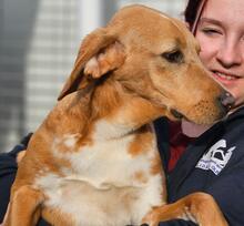 NASCOSTO, Hund, Jagdhund-Mix in Rickling - Bild 15