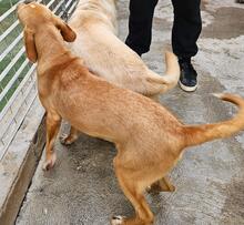 NASCOSTO, Hund, Jagdhund-Mix in Rickling - Bild 16