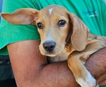 NASCOSTO, Hund, Jagdhund-Mix in Rickling - Bild 17