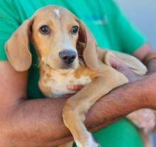 NASCOSTO, Hund, Jagdhund-Mix in Rickling - Bild 23