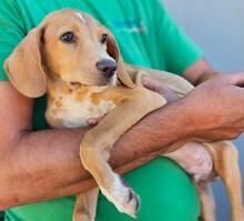 NASCOSTO, Hund, Jagdhund-Mix in Rickling - Bild 25