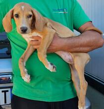 NASCOSTO, Hund, Jagdhund-Mix in Rickling - Bild 26