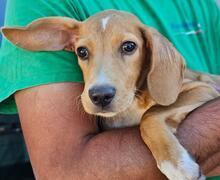 NASCOSTO, Hund, Jagdhund-Mix in Rickling - Bild 27