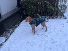 NASCOSTO, Hund, Jagdhund-Mix in Rickling - Bild 7