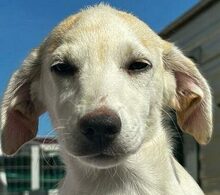 PANNA, Hund, Mischlingshund in Italien - Bild 20