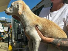 PANNA, Hund, Mischlingshund in Italien - Bild 21