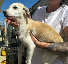 PANNA, Hund, Mischlingshund in Italien - Bild 22