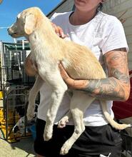 PANNA, Hund, Mischlingshund in Italien - Bild 23