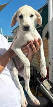PANNA, Hund, Mischlingshund in Italien - Bild 25
