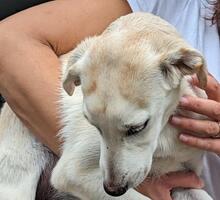 PANNA, Hund, Mischlingshund in Italien - Bild 26