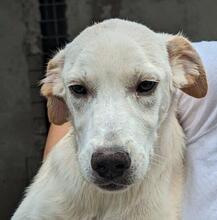 PANNA, Hund, Mischlingshund in Italien - Bild 27