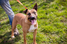 LIV, Hund, American Staffordshire Terrier-Mix in Kroatien - Bild 1