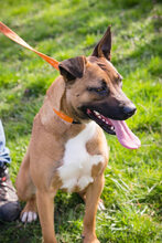 LIV, Hund, American Staffordshire Terrier-Mix in Kroatien - Bild 2