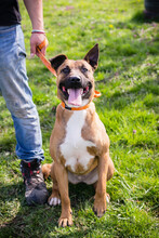 LIV, Hund, American Staffordshire Terrier-Mix in Kroatien - Bild 3