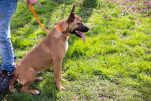 LIV, Hund, American Staffordshire Terrier-Mix in Kroatien - Bild 4