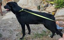 FORTUNATO, Hund, Mischlingshund in Italien - Bild 10