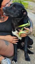 FORTUNATO, Hund, Mischlingshund in Italien - Bild 12