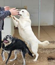 FORTUNELLO, Hund, Mischlingshund in Italien - Bild 15