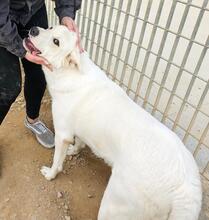 FORTUNELLO, Hund, Mischlingshund in Italien - Bild 18