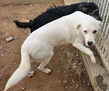 FORTUNELLO, Hund, Mischlingshund in Italien - Bild 19