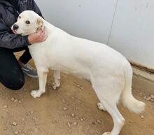 FORTUNELLO, Hund, Mischlingshund in Italien - Bild 20