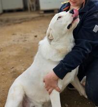 FORTUNELLO, Hund, Mischlingshund in Italien - Bild 24