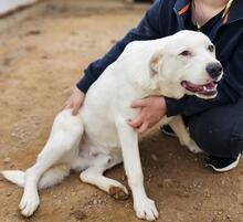 FORTUNELLO, Hund, Mischlingshund in Italien - Bild 28