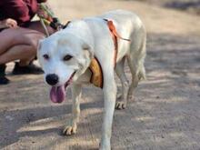 FORTUNELLO, Hund, Mischlingshund in Italien - Bild 39