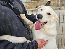 FORTUNELLO, Hund, Mischlingshund in Italien - Bild 4