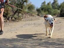 FORTUNELLO, Hund, Mischlingshund in Italien - Bild 41