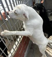 FORTUNELLO, Hund, Mischlingshund in Italien - Bild 45