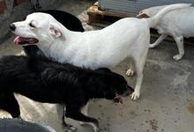 FORTUNELLO, Hund, Mischlingshund in Italien - Bild 46