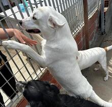 FORTUNELLO, Hund, Mischlingshund in Italien - Bild 47